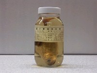 藏品(花腹鯖)的圖片